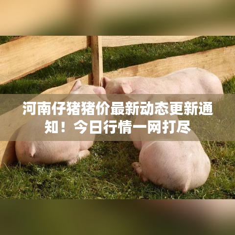 河南仔豬豬價最新動態更新通知！今日行情一網打盡