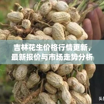 吉林花生價(jià)格行情更新，最新報(bào)價(jià)與市場走勢分析