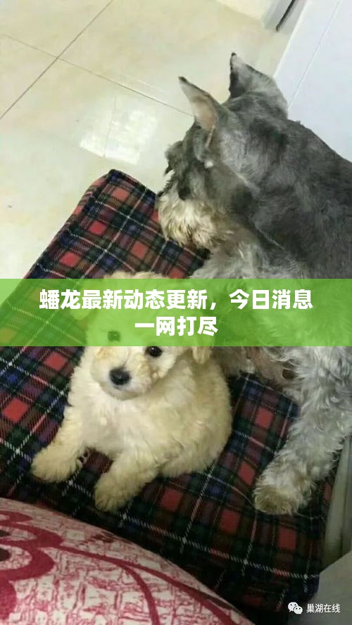 蟠龍最新動(dòng)態(tài)更新，今日消息一網(wǎng)打盡
