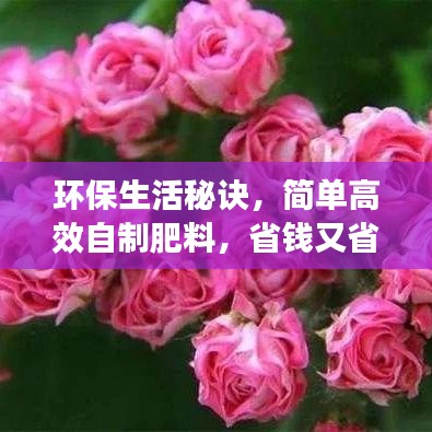 環(huán)保生活秘訣，簡單高效自制肥料，省錢又省心！