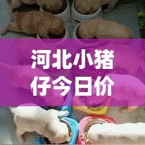 河北小豬仔今日價格動態(tài)，最新行情速覽