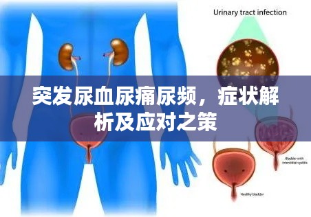 突發(fā)尿血尿痛尿頻，癥狀解析及應(yīng)對(duì)之策