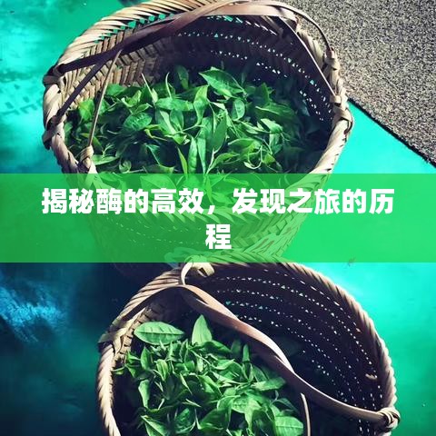 揭秘酶的高效，發(fā)現(xiàn)之旅的歷程